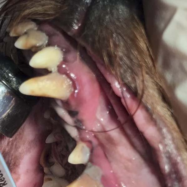 odontologia-antes